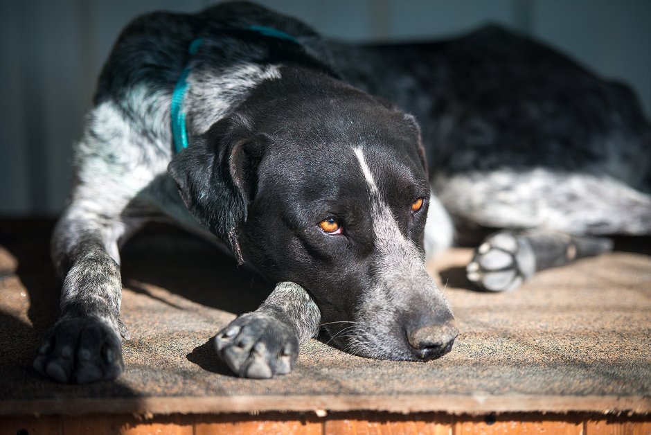 Метис пойнтера и курцхаара