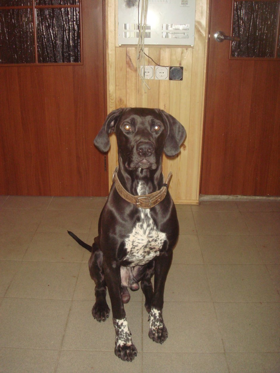 Метис Пойнт курцхаара