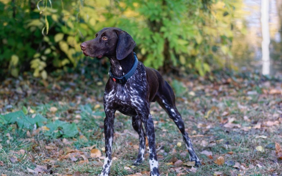 Ретривер шоколадный гладкошерстный