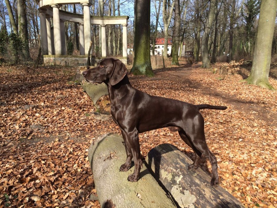 Курцхаар серый