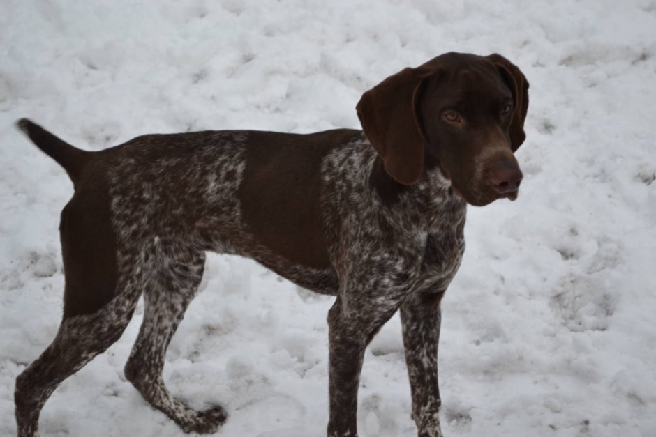 Метис курцхаара и дратхаара