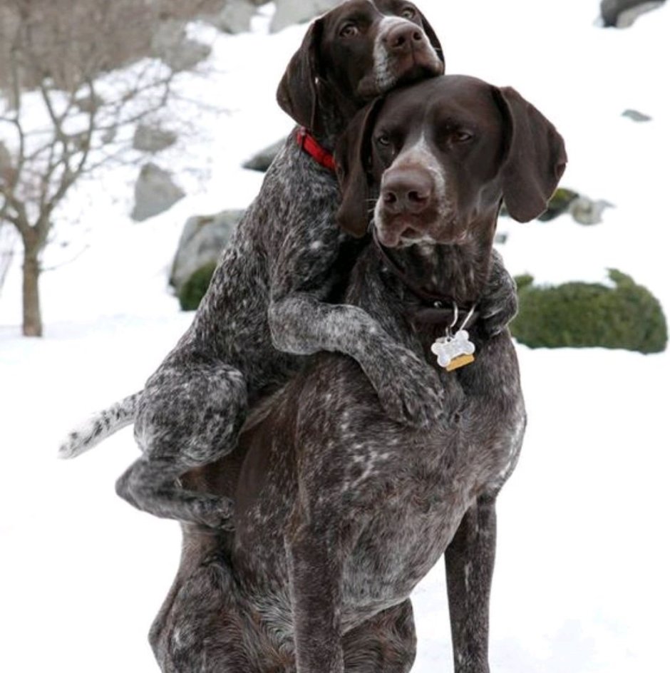 Метис алабай с курцхааром
