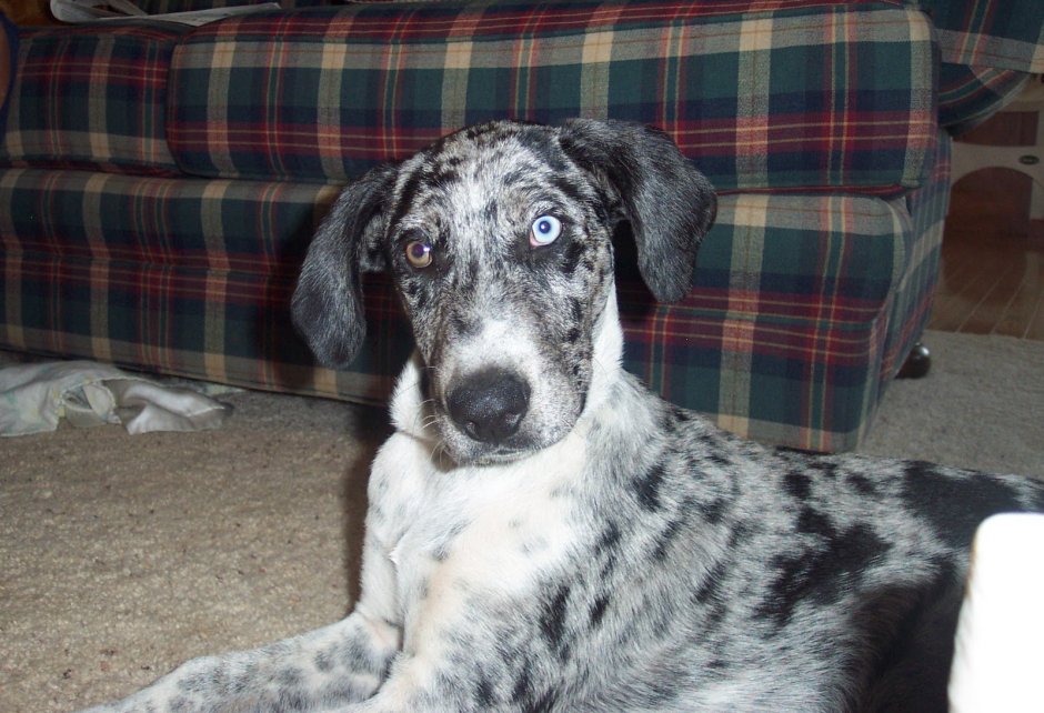 Курцхаар со спаниелем