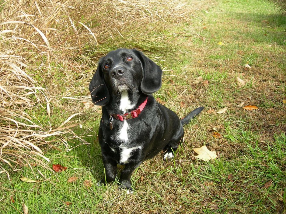 Щенков лабрадор Пойнтер