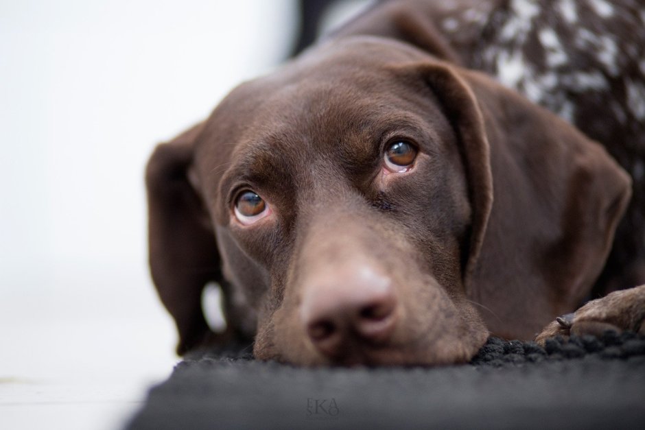 Курцхаар и лабрадор