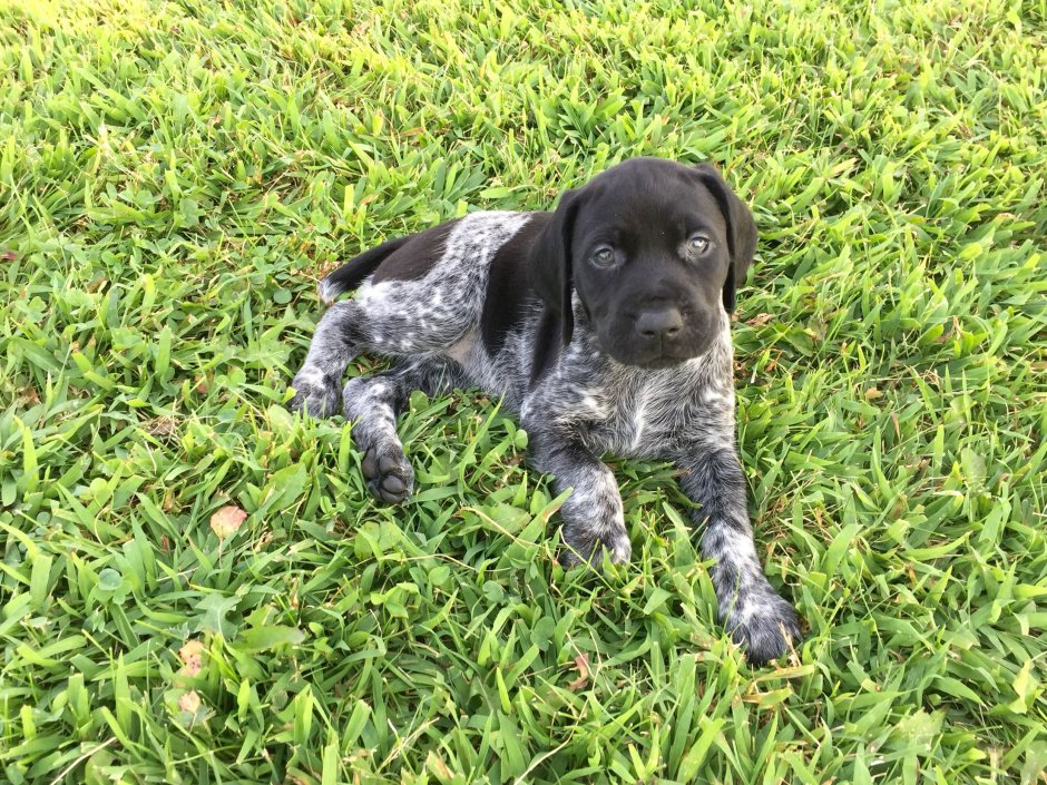 Метис курцхаара