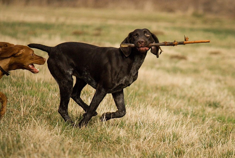 Курцхаар черный с белой грудкой