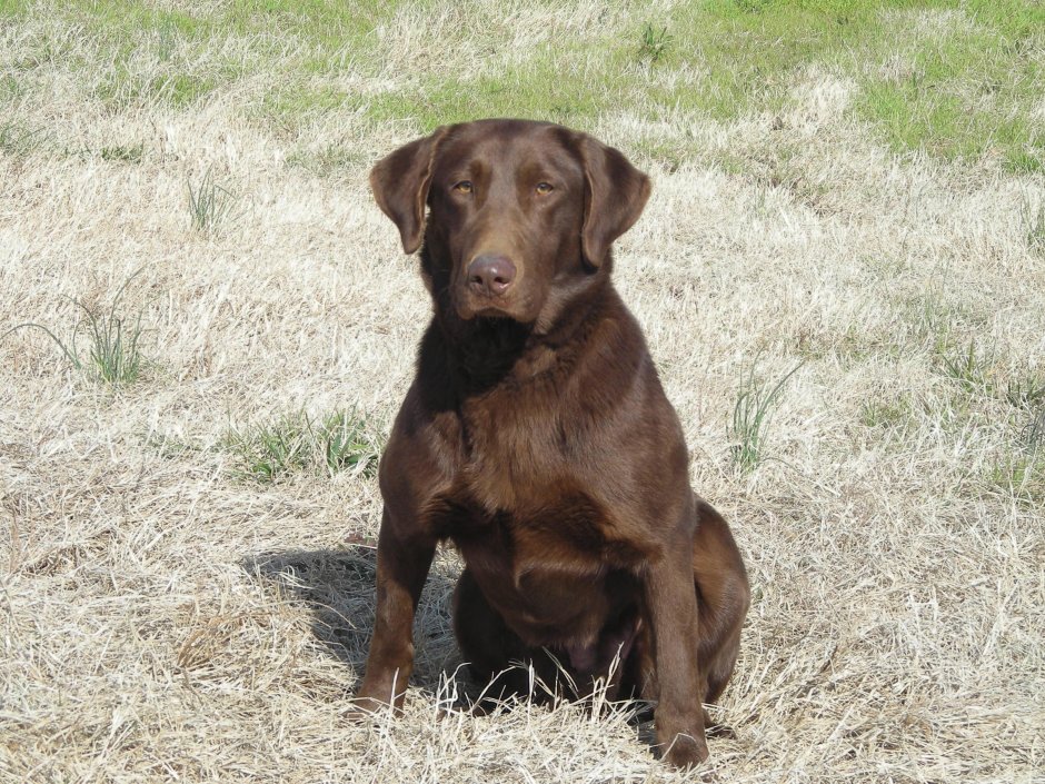 Лабрадор Хантер