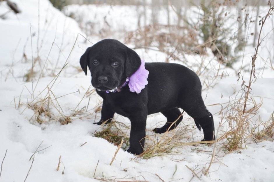 Курцхаар и лабрадор