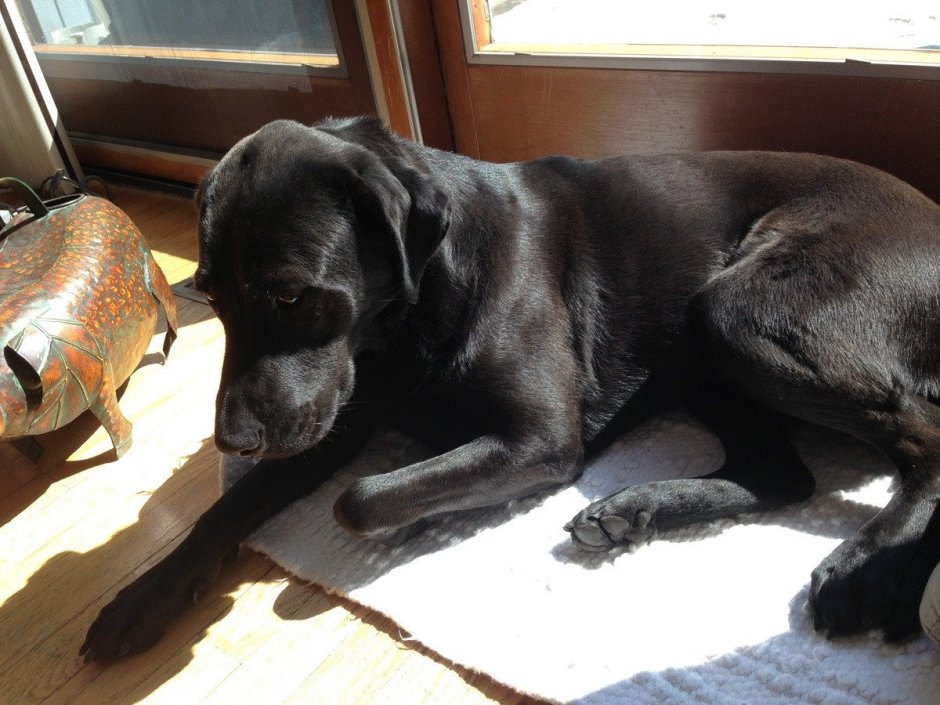 Метис курцхаара и лабрадора