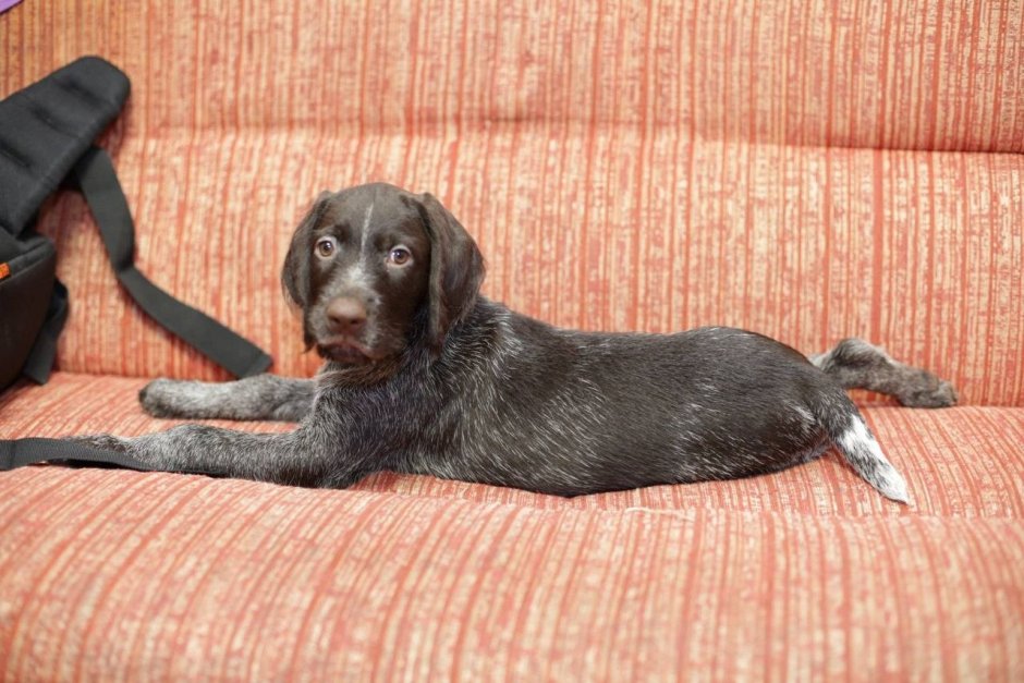 Лабрадор Пойнтер