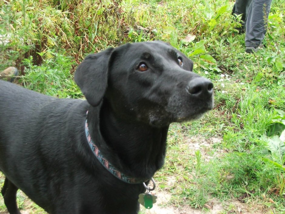 Веймаранер Доберман метис