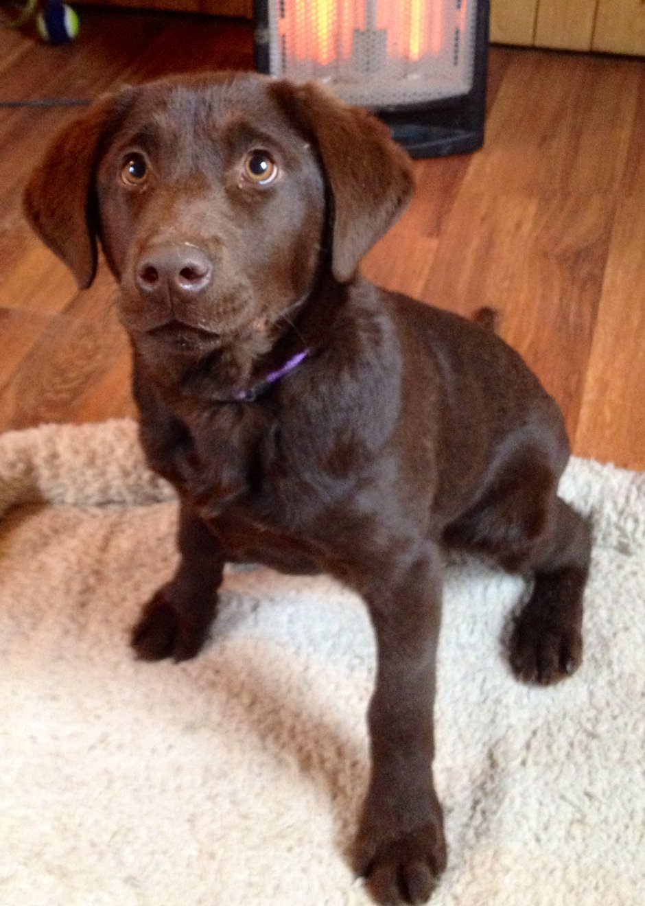 Метис курцхаара