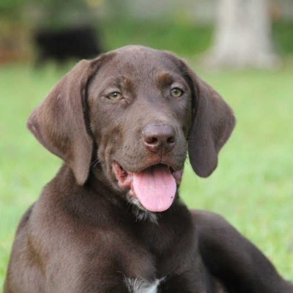 Метис курцхаара и лабрадора