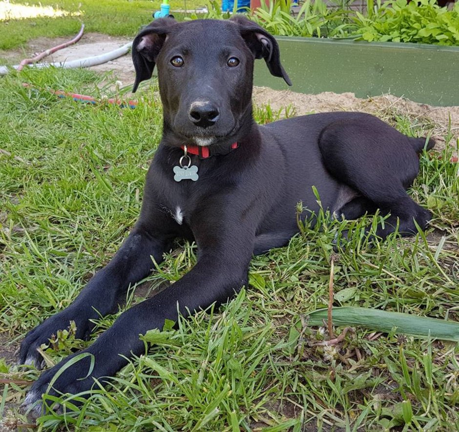 Курцхаар и лабрадор смесь