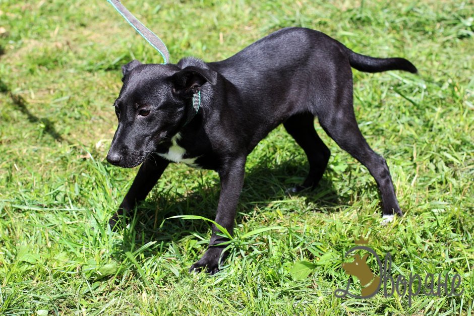 Собака Пойнтер пинчер картинки