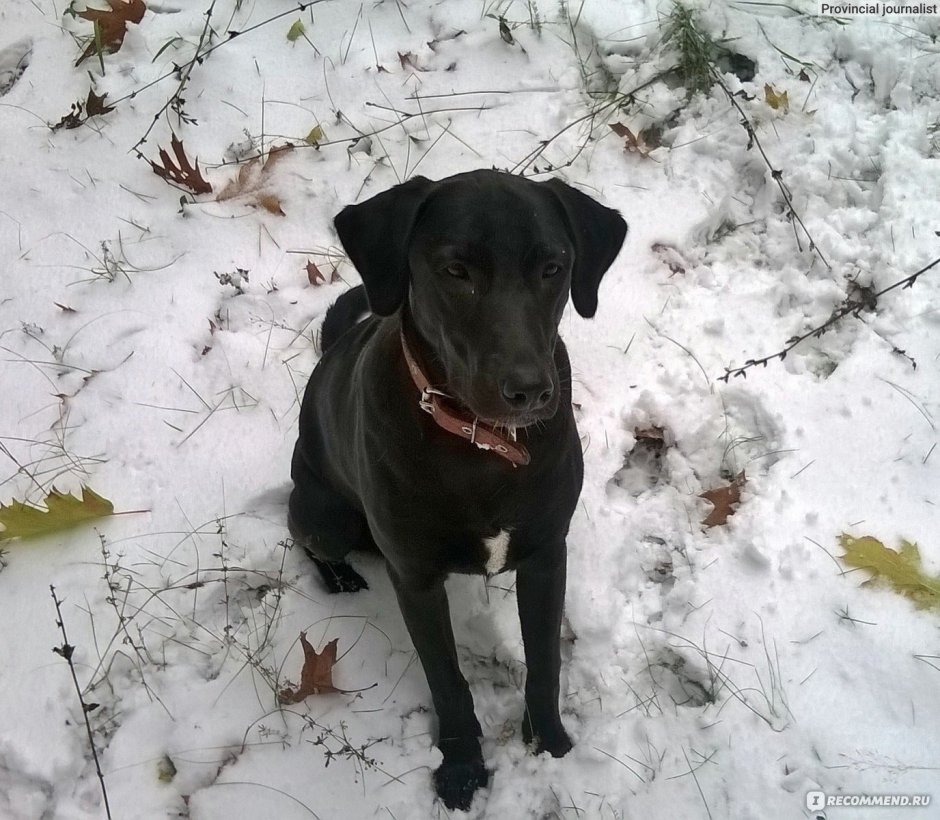 Картинки на рабочий стол лабрадор