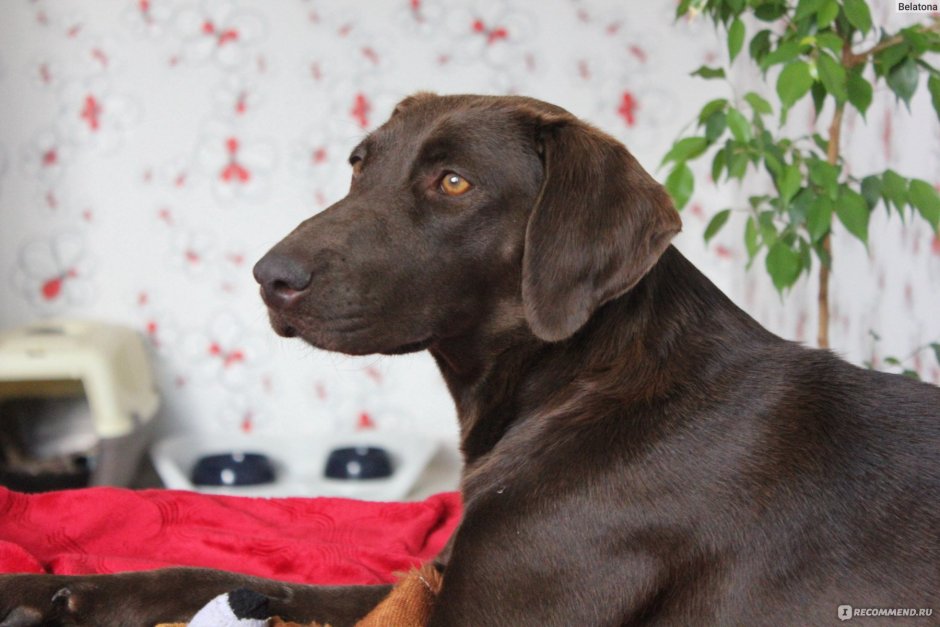 Педигри для лабрадоров