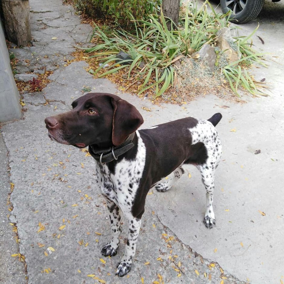 Метис лайки и курцхаара щенок