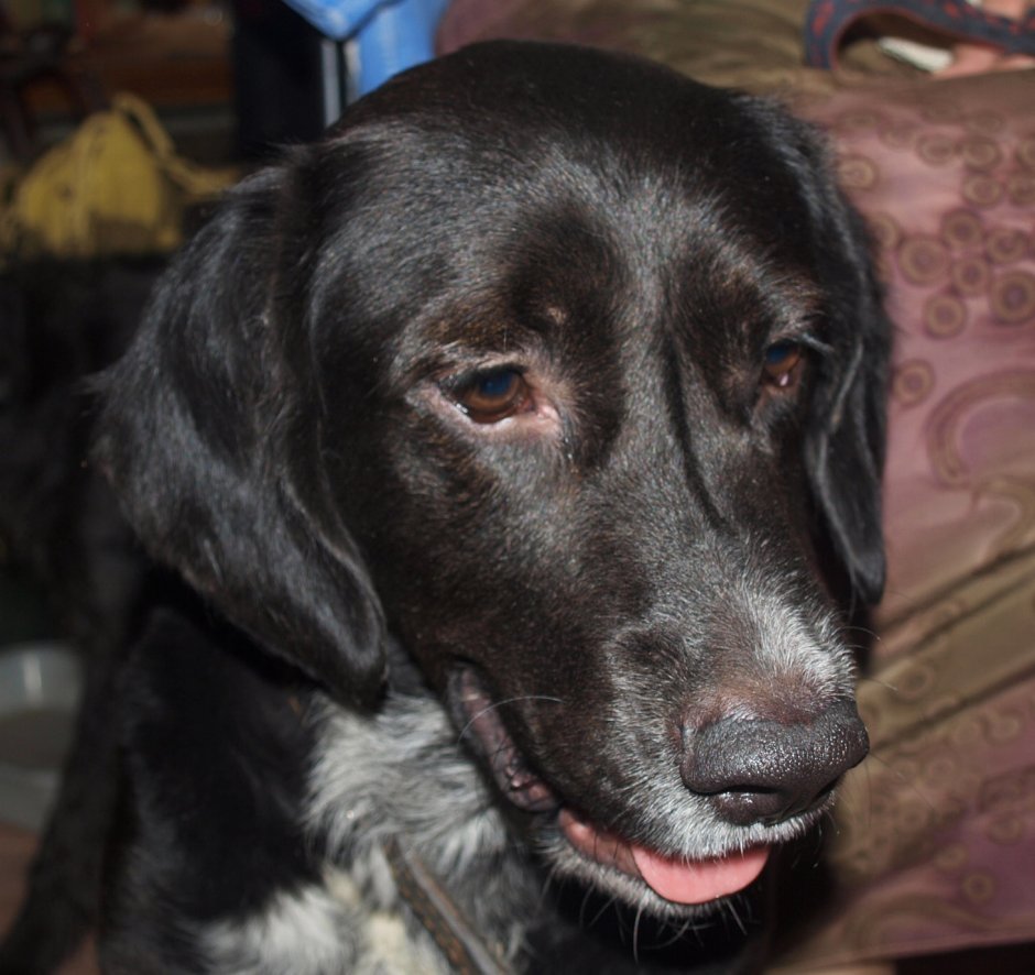 Коричневый Пойнтер Джек