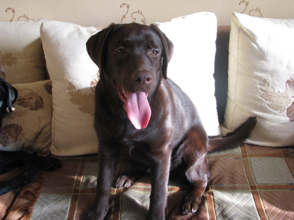 Лабрадор ред Стар Барроу