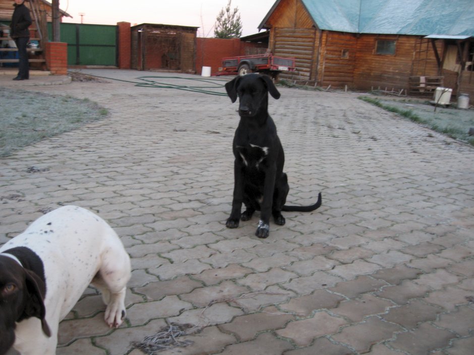 Помесь спаниеля и лабрадора