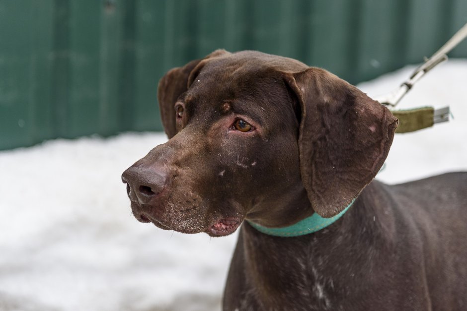 Доберман Пойнтер