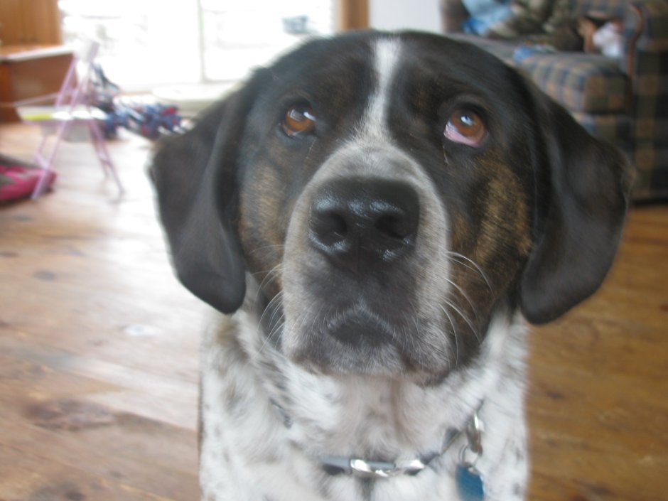 Лабрадор Пойнтер