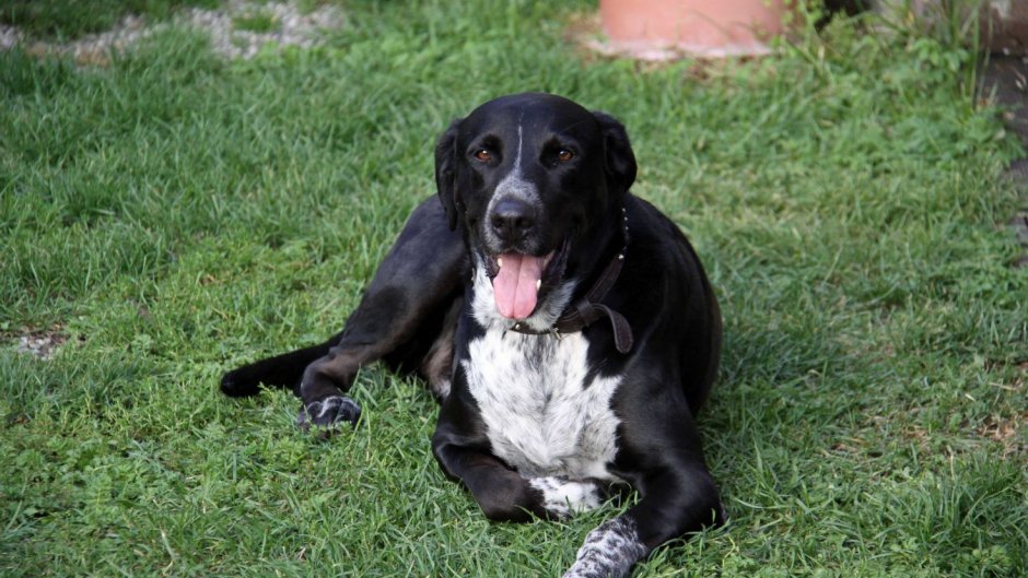 Метис дратхаара и дворняги
