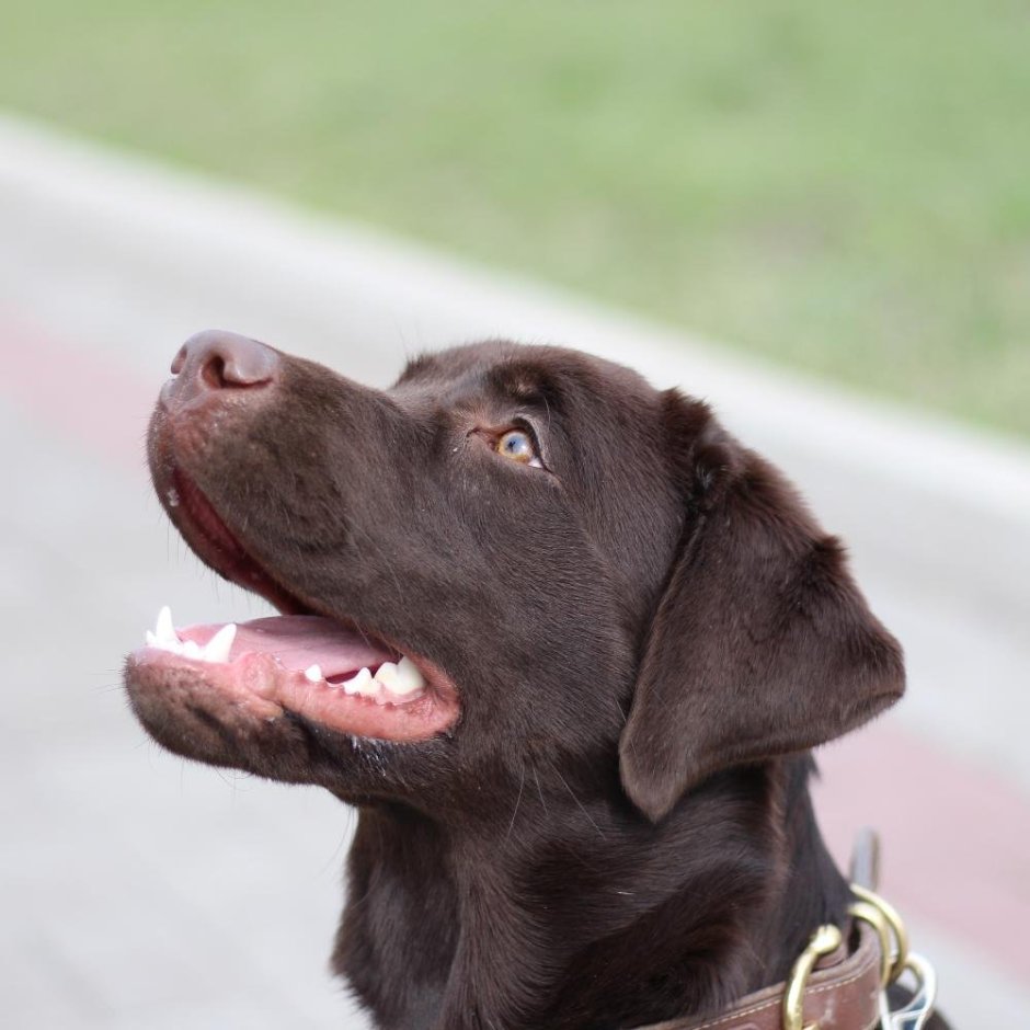 Фото Пойнтер и ретривер