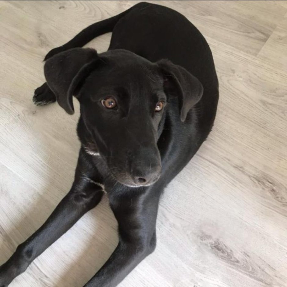 Курцхаар малыш