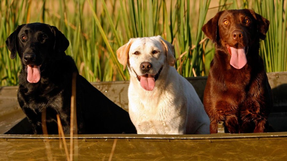 Курцхаар Самурай