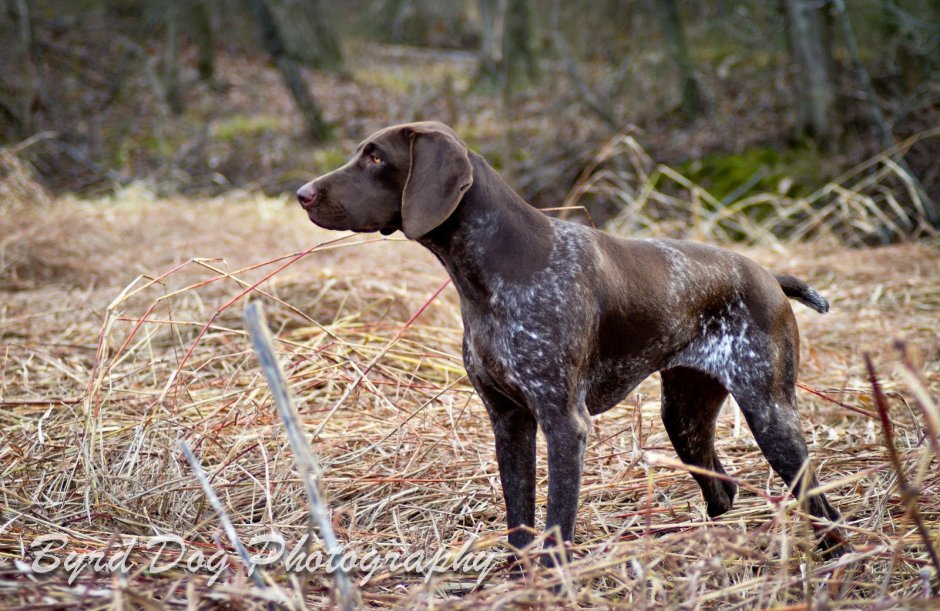 Смесь далматинца и лабрадора