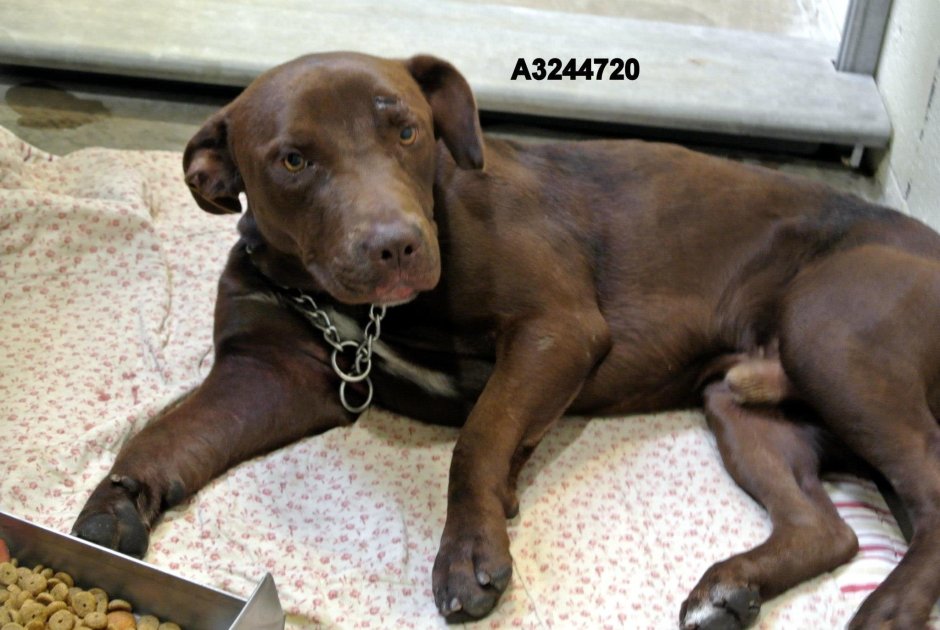 Метис пойнтера и курцхаара