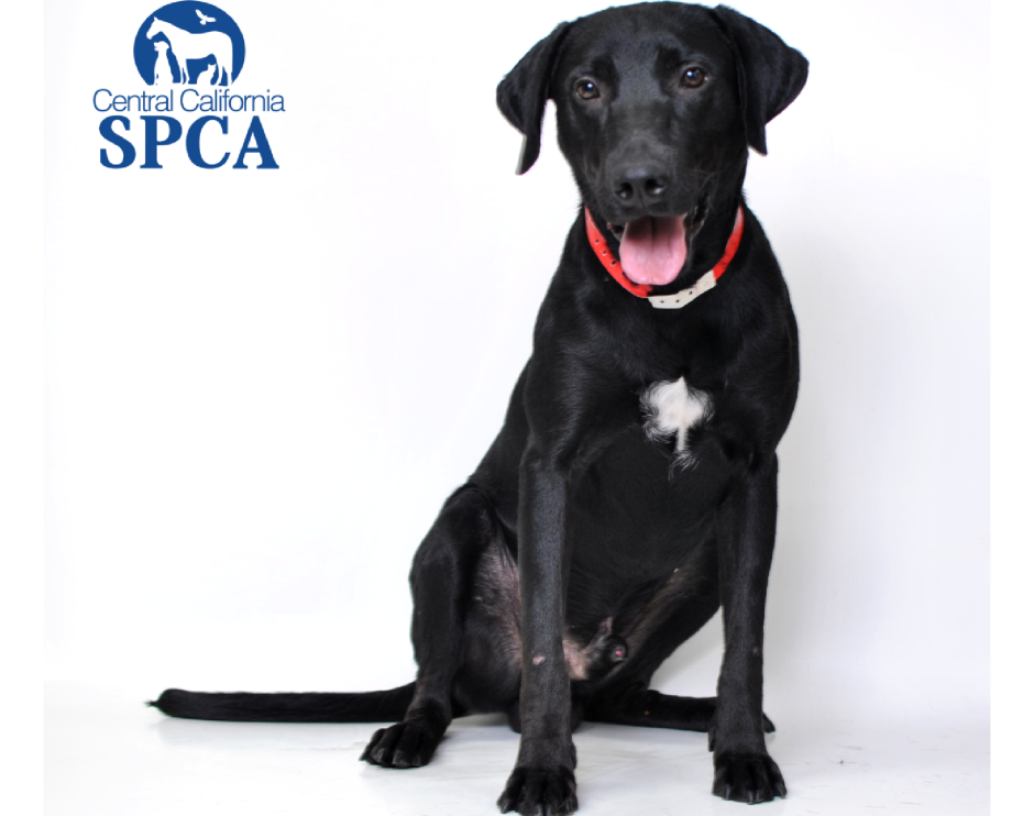 Метис шоколадного лабрадора