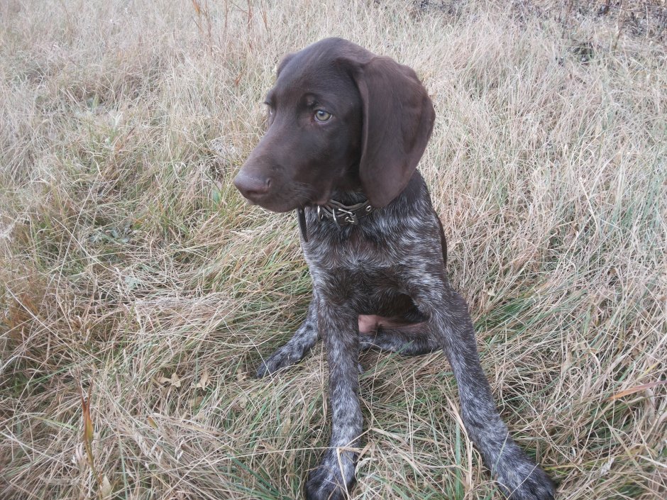 Метисы Веймаранер с курцхааром