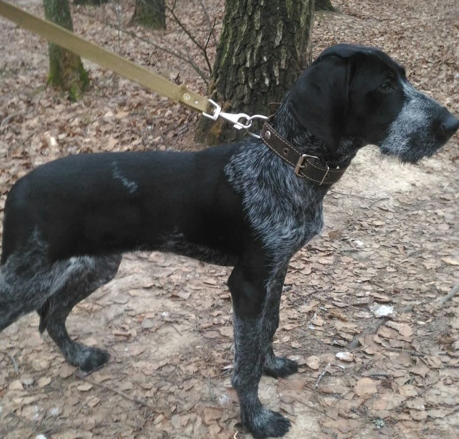 Шоколадная помесь лабрадора