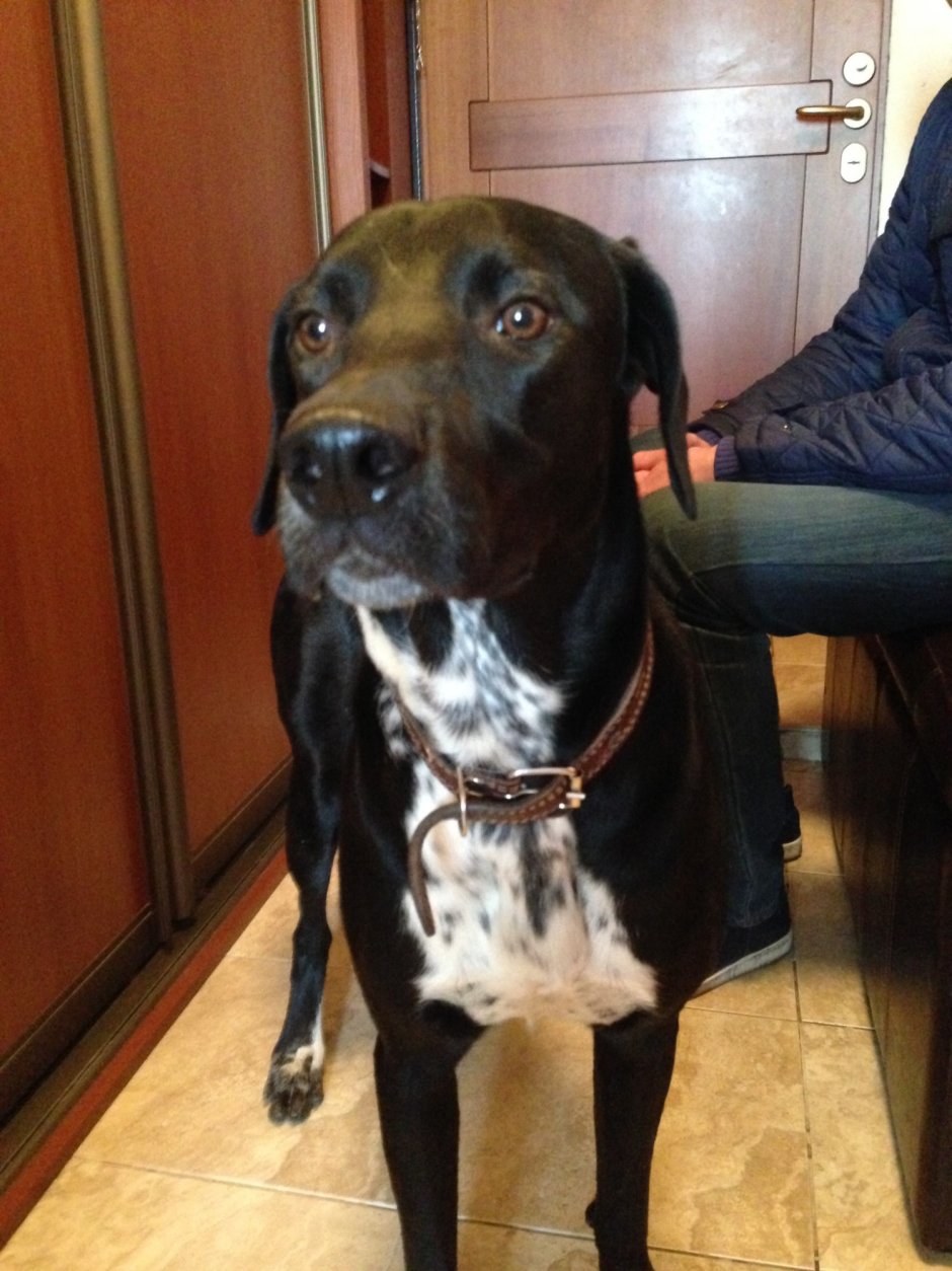 Метис лабрадора коричневый