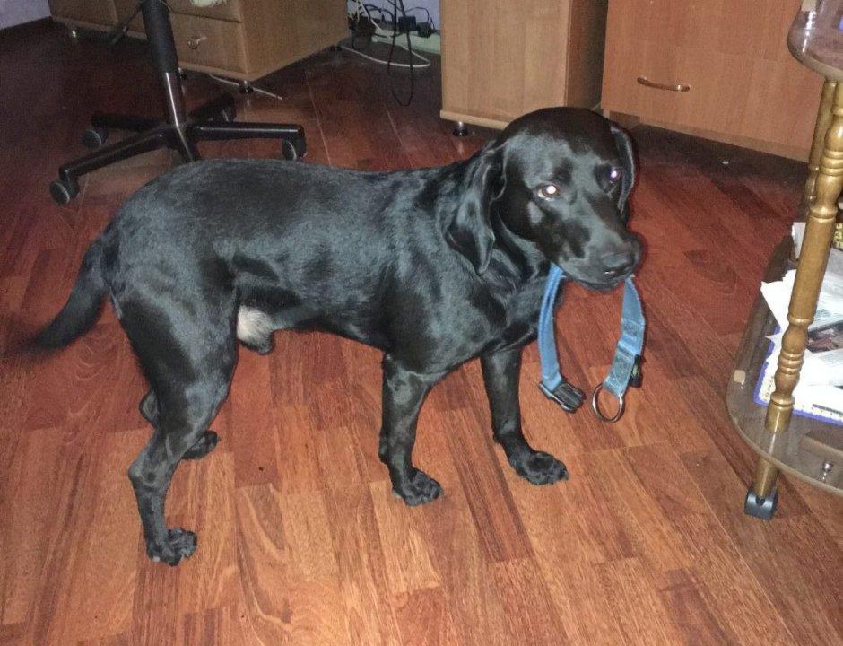 Метис Пойнт курцхаара