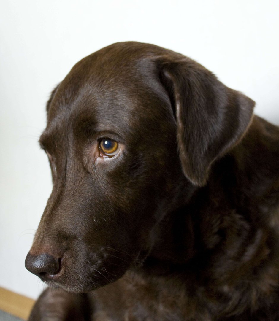 Смесь дратхаара и лабрадора