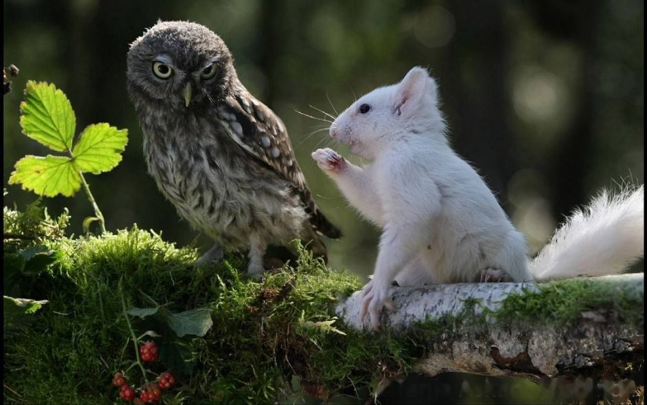 Мирослава Сергеева