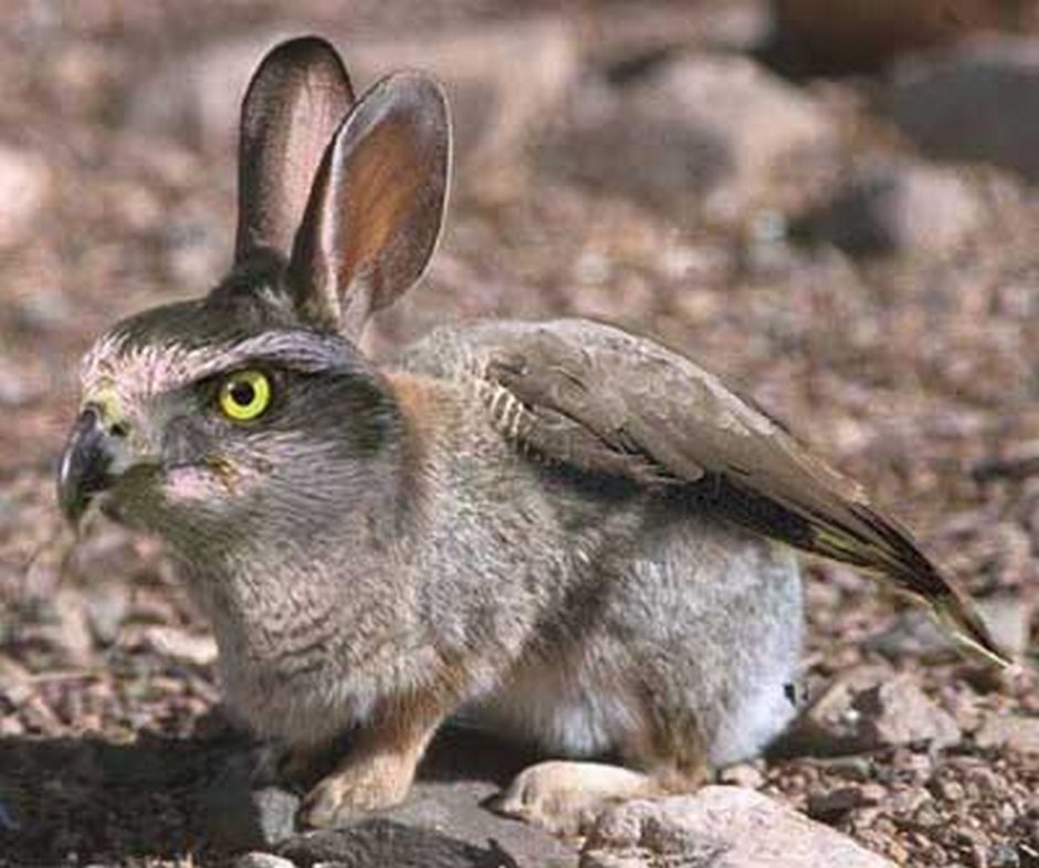 Сова эффективный менеджер рацпредложение