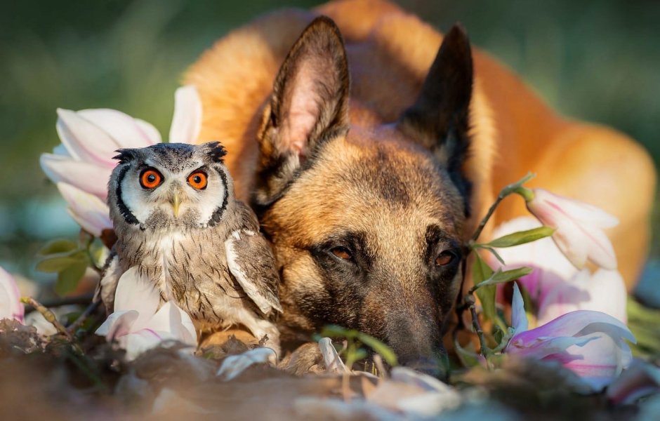 Алекс Солис (Alex Solis) - милота