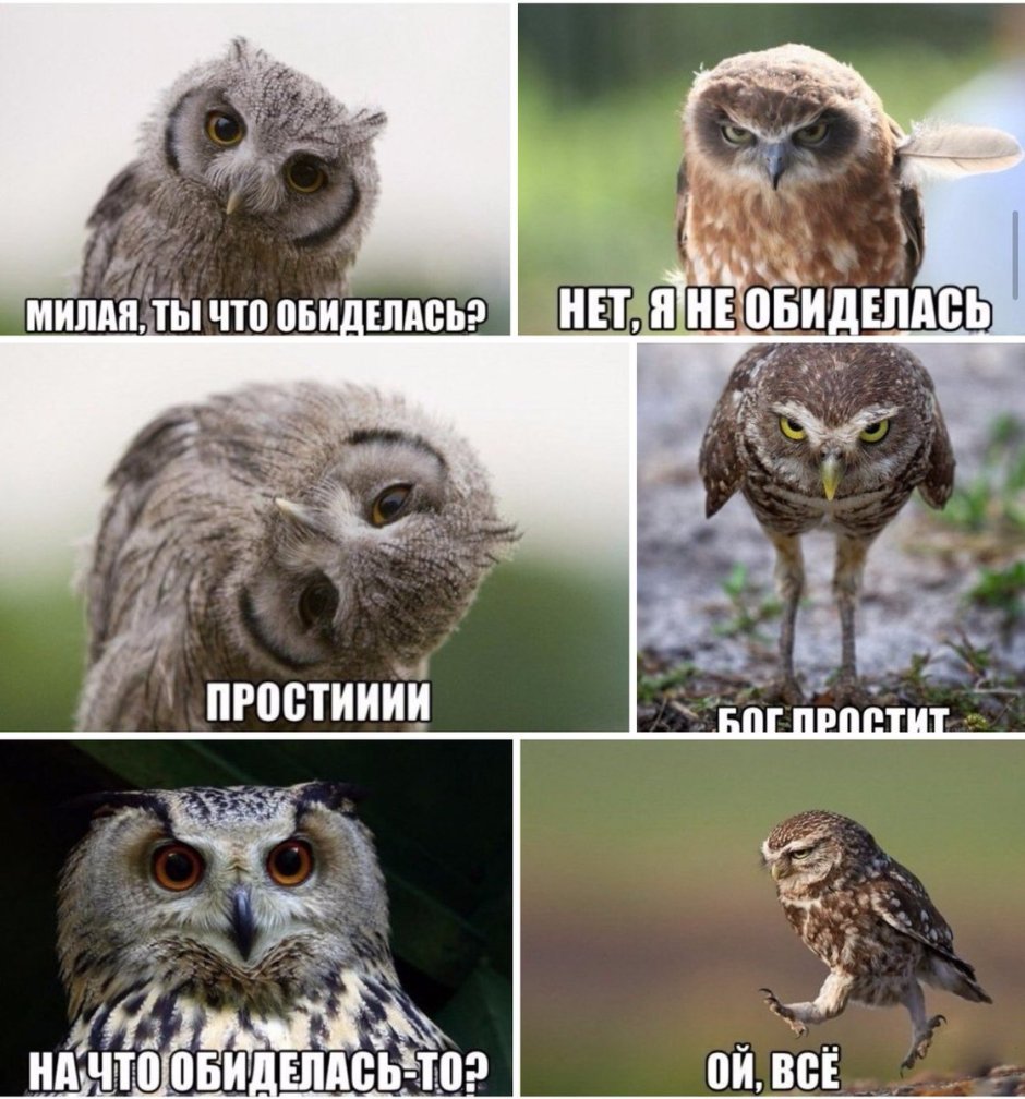 Смех животных