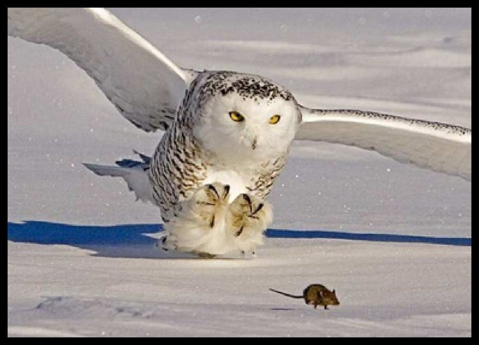 Сова обиделась