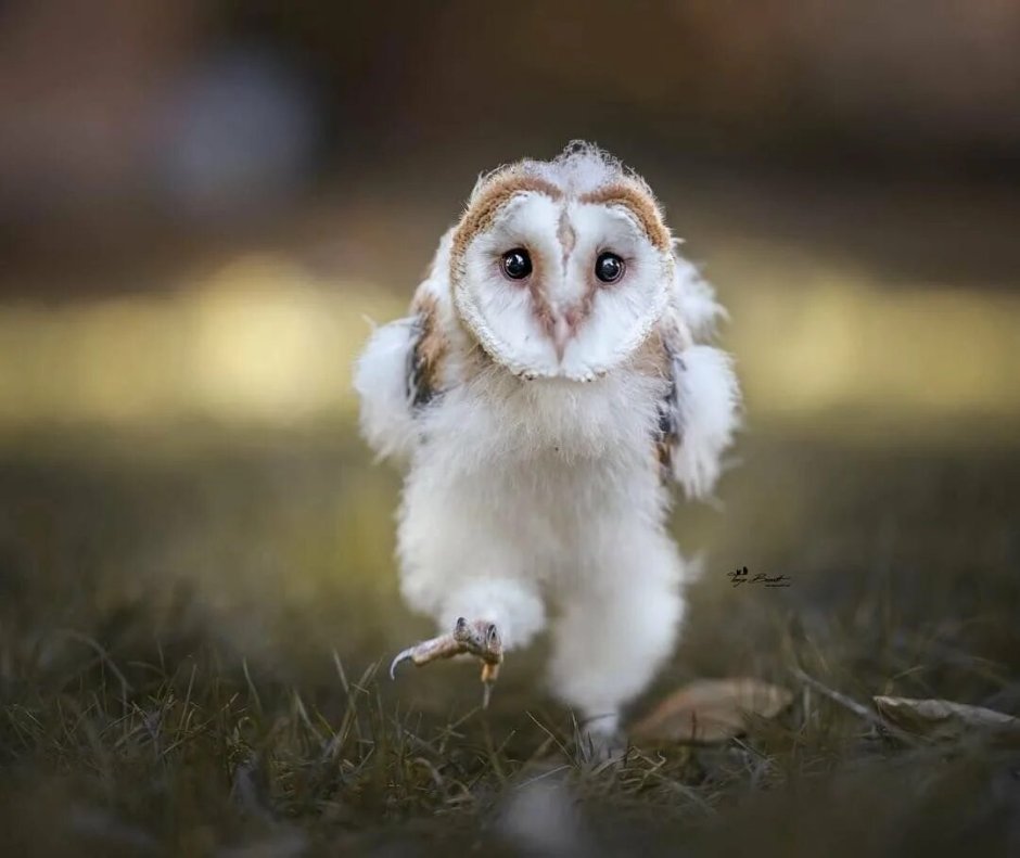 Совы на ветке мультяшные