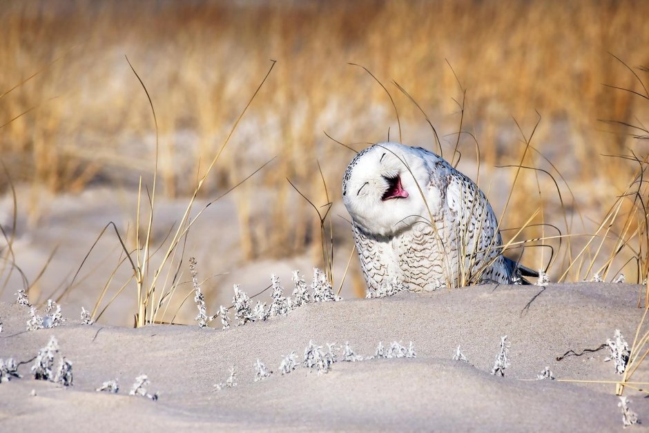 Милые арты животных