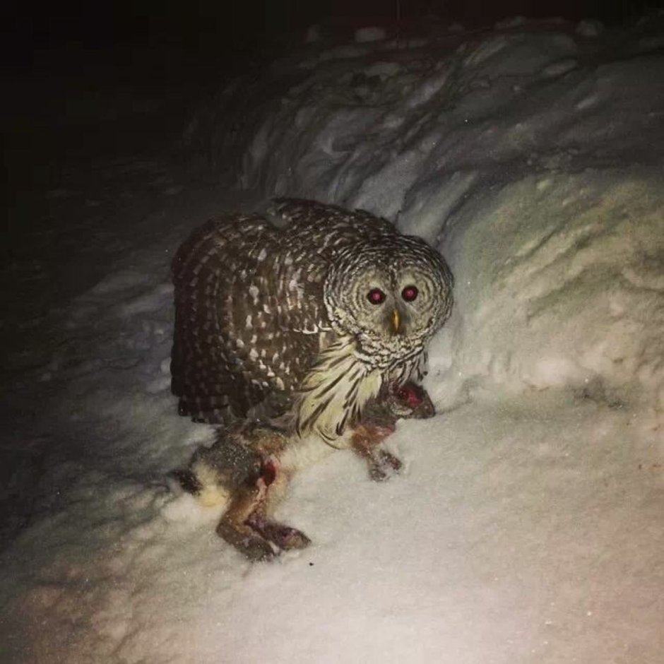 Кошки и Совы смешные