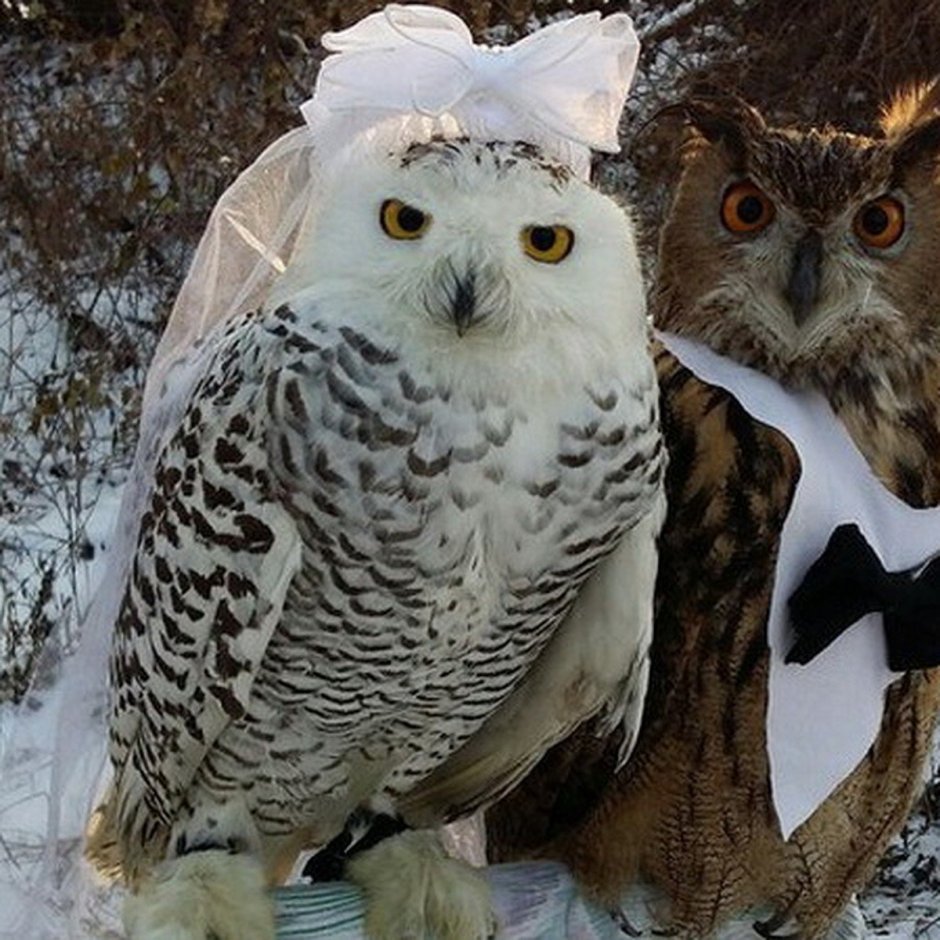 Филины и Совы смешные