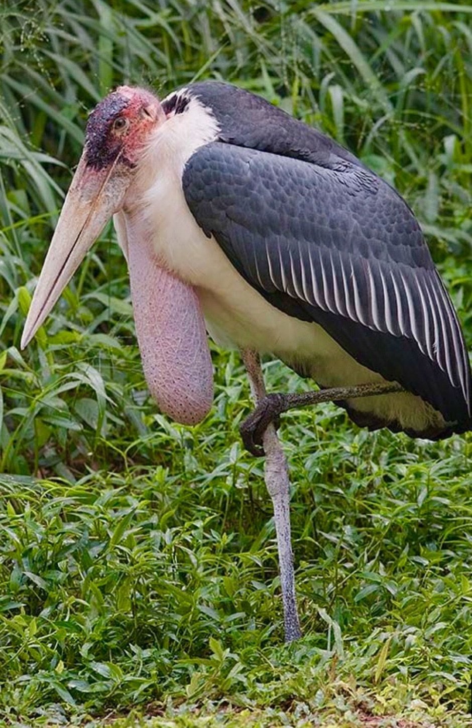 Marabou Stork